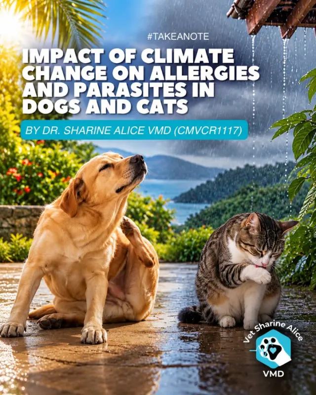 Warmer Costa Rica Means More Fleas, Ticks and Itchy Pets — What Owners Should Know