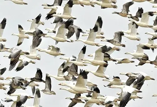 Nearly half of migratory bird species are in decline — what that means for wildlife travellers