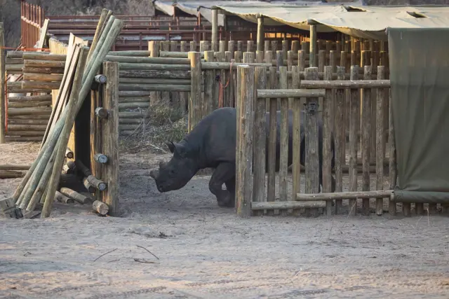 Twenty black rhinos make a 36-hour road trip to Botswana — and double the country's population