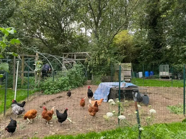 Four Feral Chickens, One Cottage Garden: A Window into Rural French Autumn