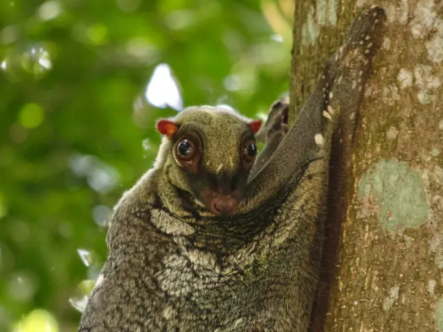 The colugo: Southeast Asia's gliding 'flying lemur' and how to actually spot one