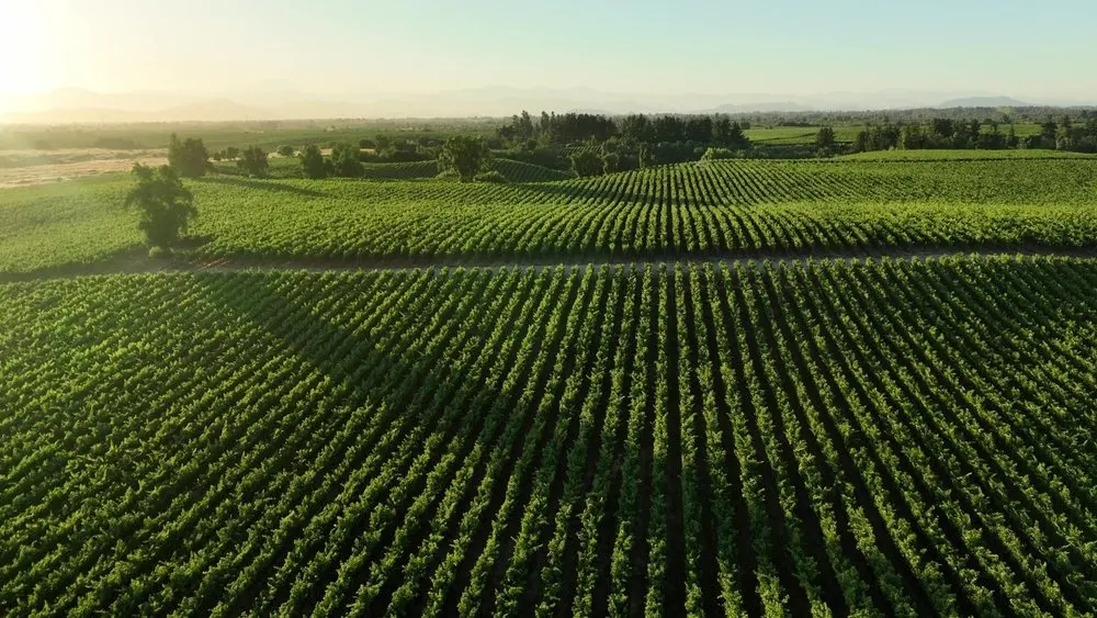 Chile's food scene is having a moment: kelp foraging, carménère and desert dining