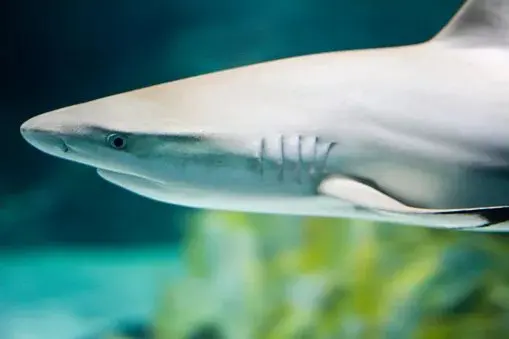 A trapped shark in Busan just became South Korea's unlikeliest tourist draw