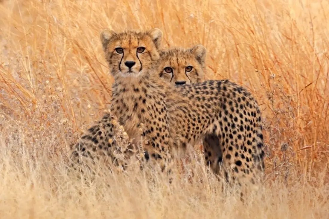 Where to stay in Kruger: pick your camp by the animals you want to see