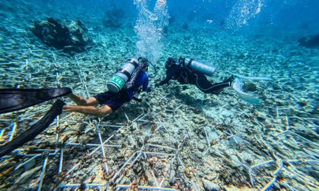 The Westin Maldives plants 100 Reef Stars in its house reef — and guests can snorkel right over them