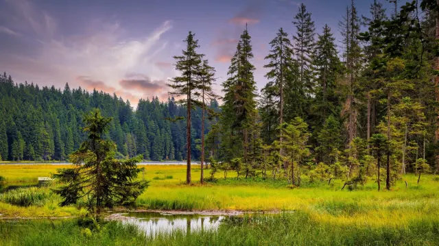 Bavarian Forest National Park: Germany's Wild Corner on the Czech Border