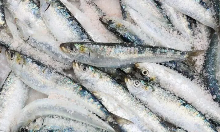 Sardine crisis in the Adriatic: Croatia cuts fishing days as stocks plunge