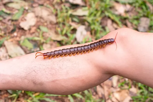 Stung by a Giant Centipede on Koh Rong: Why This Is the Pain No One Talks About