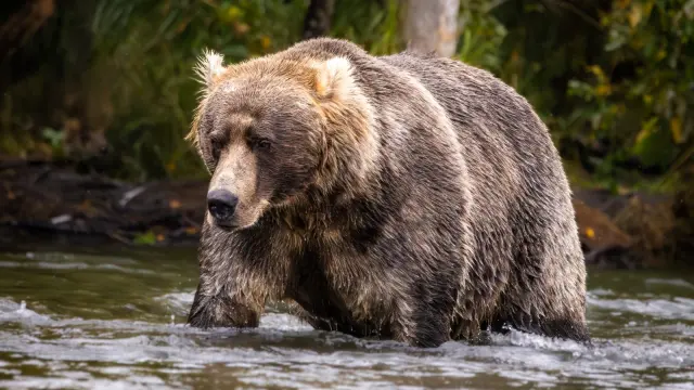Fat Bear Week 2026: How to Watch (or Join) Alaska's Best-Loved Bear Bracket