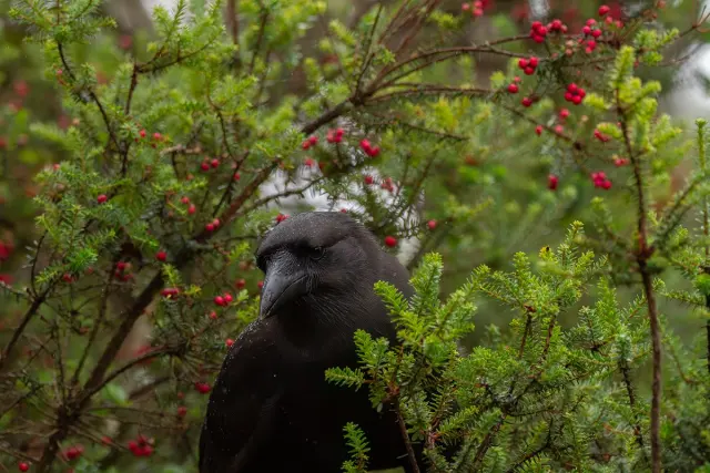 Hawaiian Crows Fly Free Again on Maui After Two Decades Gone