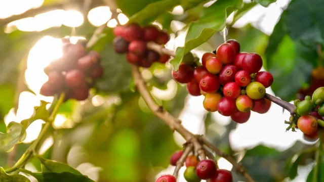 From Kaldi's Goats to Istanbul's Coffeehouses: How Coffee Conquered the World