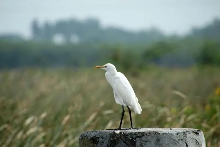 A cattle egret turns up in Iceland's Westman Islands — a rare treat for birdwatchers