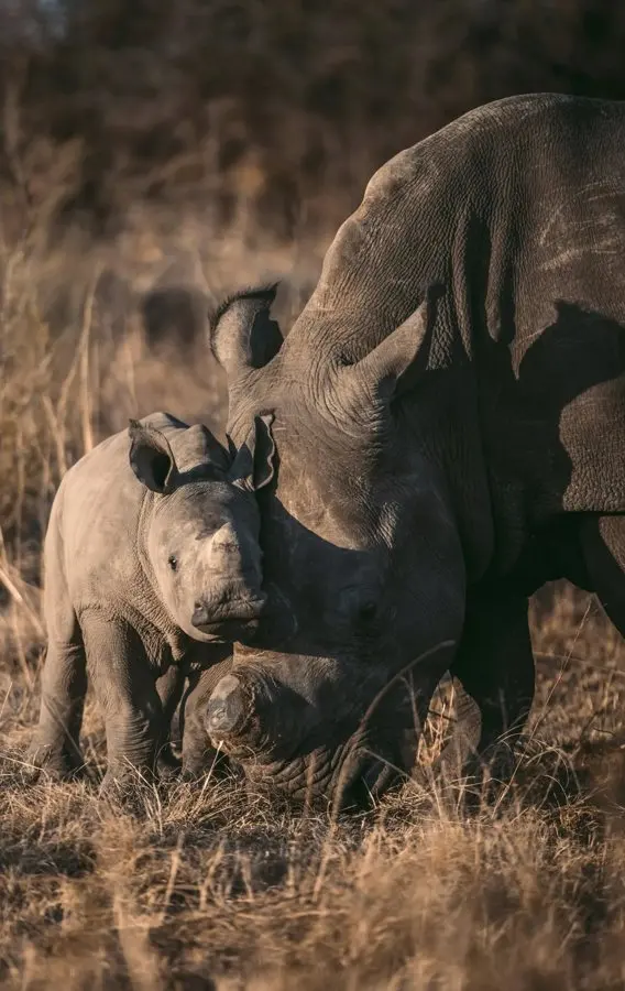 World Rhino Day: 10 facts that change how you see the Big Five's toughest member