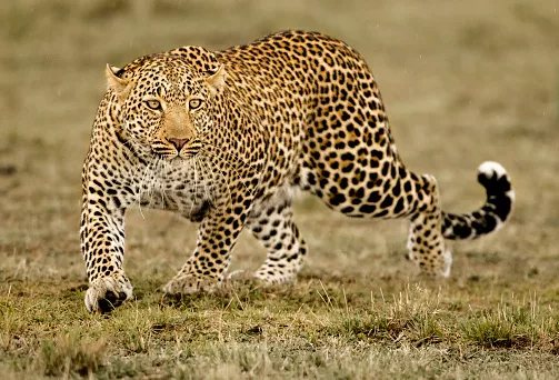 Cape Leopard Trust's 12-woman cycling team takes on a 200km race to fund leopard conservation