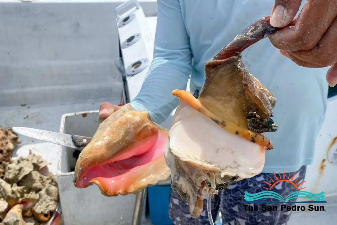 Conch Season Is Back on the Menu in San Pedro, Belize