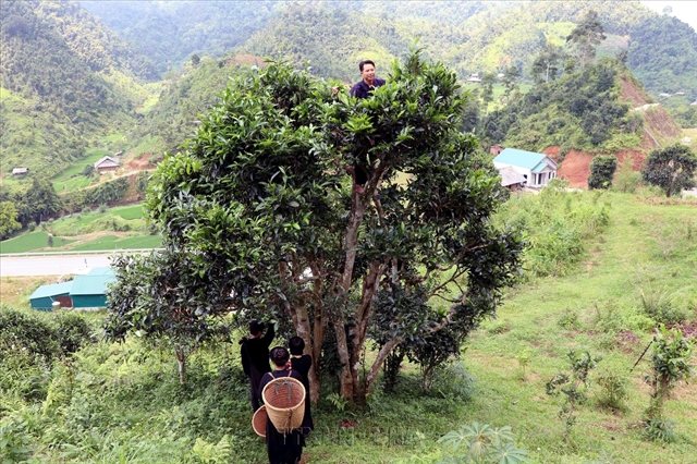 Thái Nguyên's International Tea Festival 2026: nine days of tea, fireworks and a new heritage train