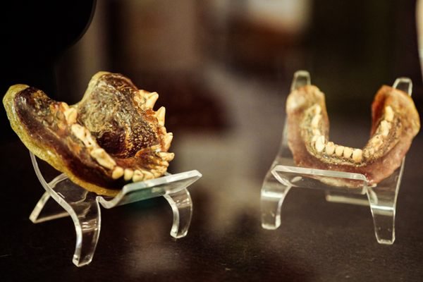 Coyote-Teeth Dentures and a Steam Locomotive: Why Independence, California's Small Museum Is Worth the Detour