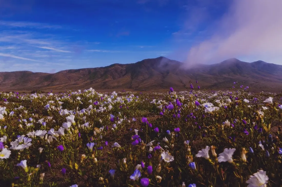 Chile's Atacama Desert Is Blooming for the First Time in Decades — and It Won't Last