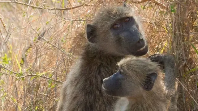 Cape Town's baboon debate: why a fence could keep two wild troops free