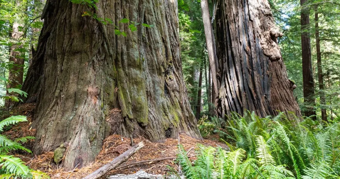 Redwood National Park in One Day: The Grove, the Permit and the Quiet Trail Worth Your Time