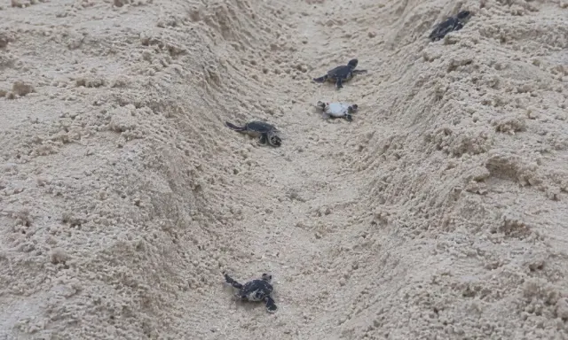 Turtle hatchlings, named leopard sharks and a fantasy festive season: what's happening across the Maldives right now
