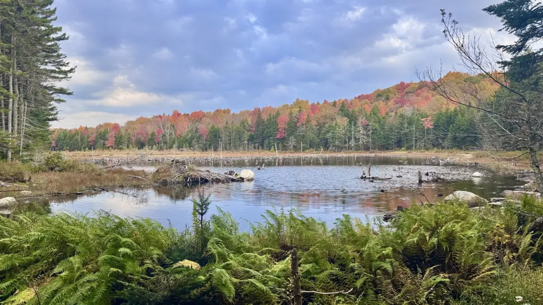 Skipping the Summit: A Wet, Colourful Day on Vermont's Long Trail Section of the Appalachian Trail