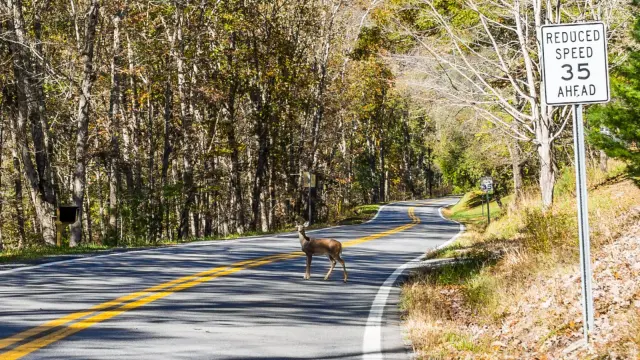 West Virginia Tops the US for Animal Collisions — What Road-Trippers Should Know Before Driving There