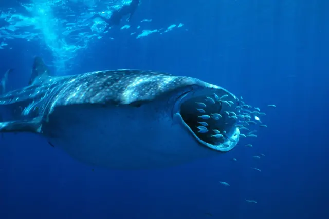 Scientists just filmed whale sharks at Ningaloo feeding in ways nobody had seen before