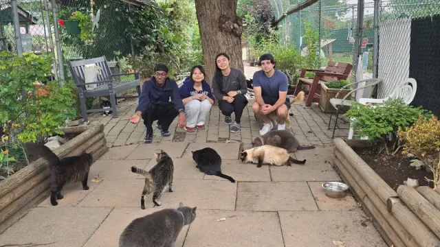 Canada's biggest cat sanctuary lets you spend an afternoon with 500 rescue cats near Vancouver