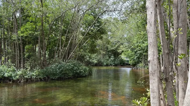 Barbados Beyond the Beach: Manor Houses, Mangroves and Turtle Hatchlings