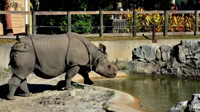 Sanford's Central Florida Zoo: The Family Stop Between Orlando and Daytona Beach