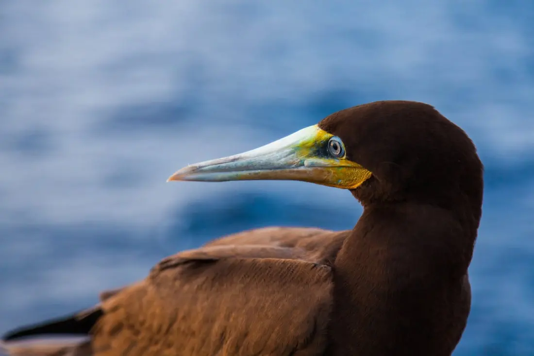 Brown boobies: the plunge-diving seabird worth a trip to Christmas Island