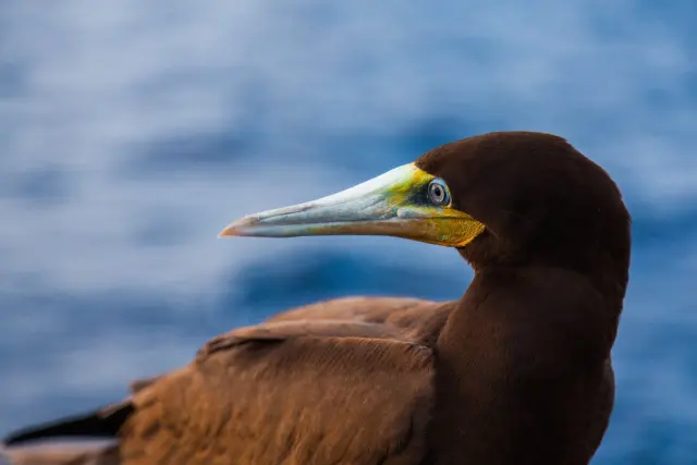 Brown boobies: the plunge-diving seabird worth a trip to Christmas Island