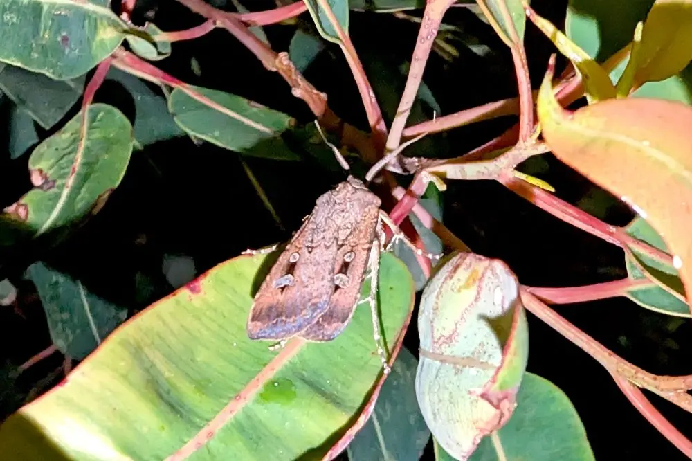 Billions of Bogong moths are back in Australia's alpine caves — and it's one of nature's great spectacles