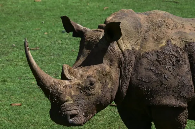 Crete's newest fossil find: an eight-million-year-old rhino skull in Sitia