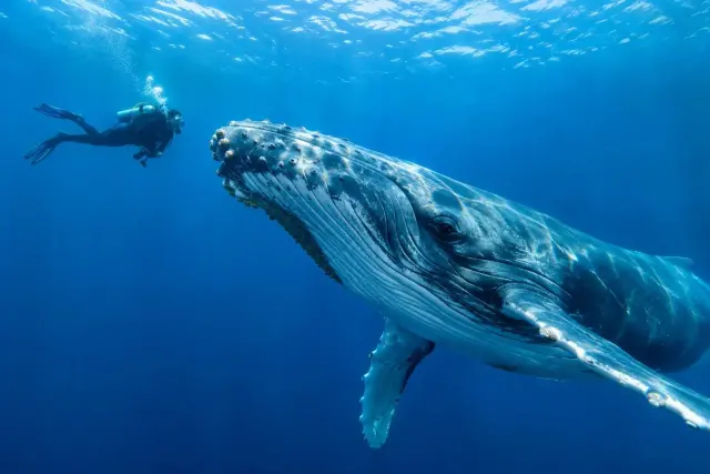 Costa Rica Diving: Where to Go for Mantas, Bull Sharks and Hammerheads