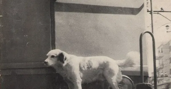 Lampo: The Stray Dog Who Navigated Italy's Railways on His Own