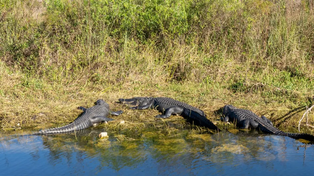 Everglades' Most Scenic Trails: Where to See Gators, Butterflies and Pink Spoonbills