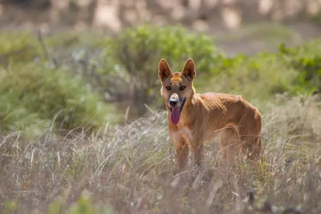 NSW's dingo inquiry could change how Australia's national parks handle wild dogs
