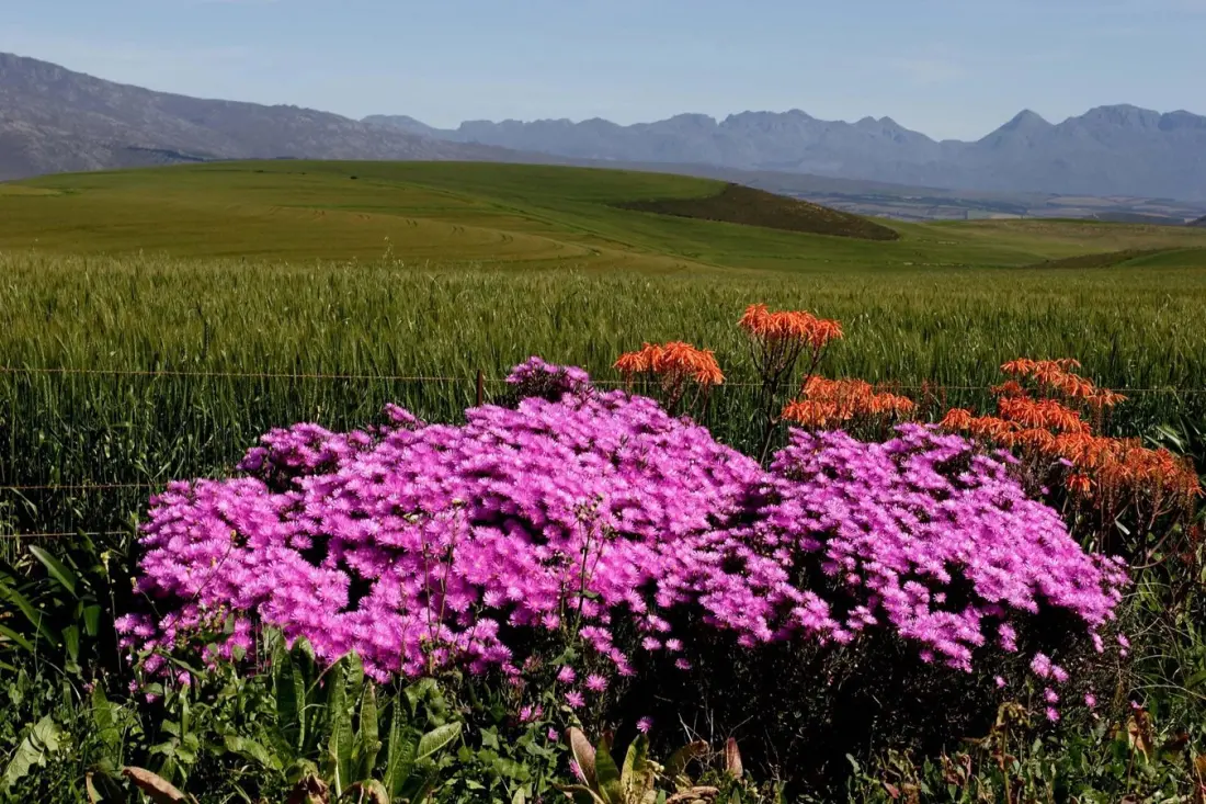 Wild & Wise Retreats: Spend a 2026 Weekend Learning Fynbos, Birds and Open-Fire Cooking at Haarwegskloof