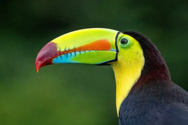 Ten Days, Two Coasts: Why Costa Rica Is Best Done by Car