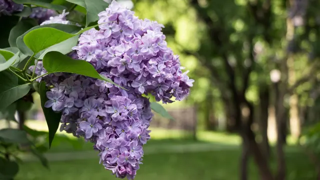 Siren, Wisconsin: The Tiny 'Lilac Capital' With Antique Shops and Hook-Shaped Lakes