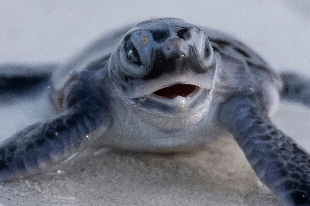 Green turtles swim off the endangered list — and Malaysia's islands helped make it happen