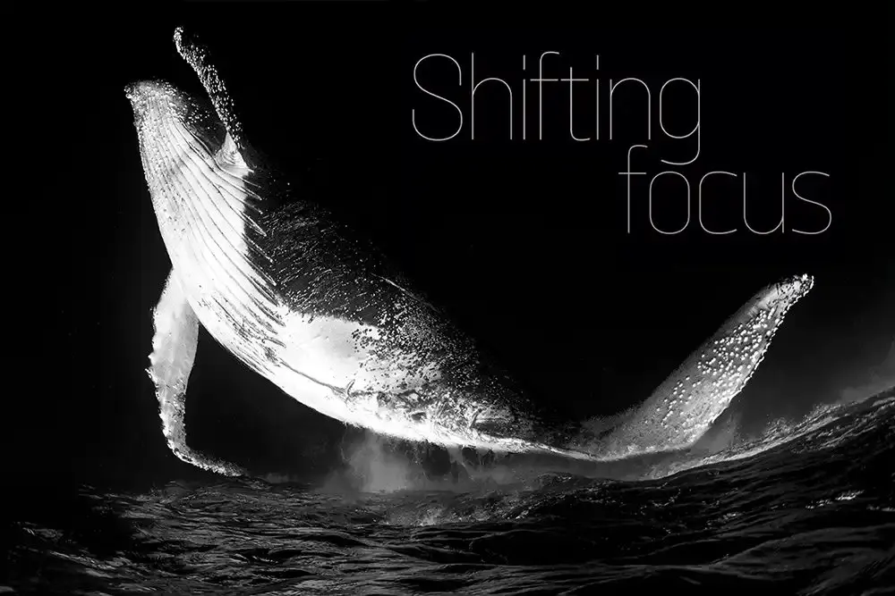 From Google to the deep: how Fabi Fregonesi turned panic into prize-winning underwater photography