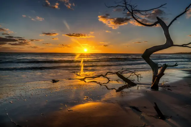 Boneyard Beach: Florida's Eerie Shoreline of Bleached, Fallen Trees