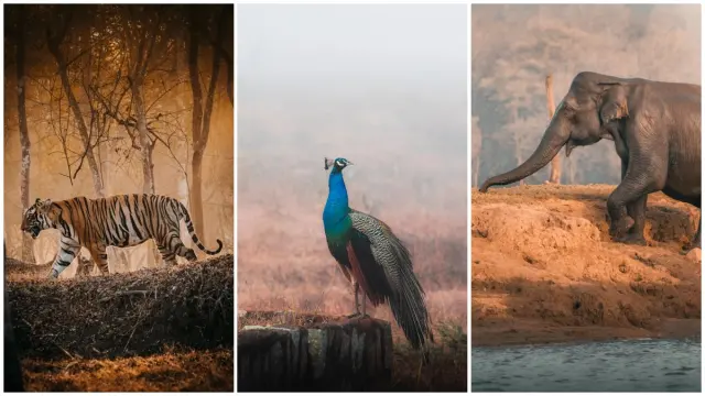 Monsoon in Nagarhole: Why a Tiger-Free Safari Can Still Be the Best Day of Your Trip