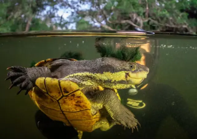 A DNA backpack is helping save one of Australia's rarest turtles
