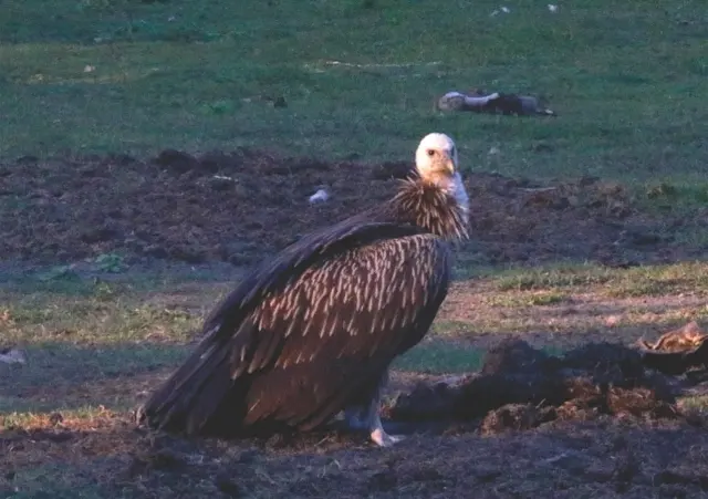 Nepal's vultures are back in the skies above Pokhara — and travellers can watch them