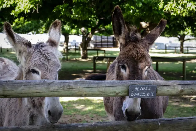 32 Donkeys Rescued from the Cederberg Mountains After Overnight Disappearance Nearly Derails Operation