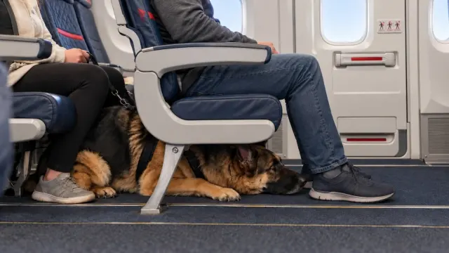 A German Shepherd Stole His Exit-Row Legroom for Three Hours — and Delta Admitted the Crew Got It Wrong